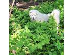 Samoyed Puppy for sale in Manly, IA, USA