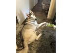 Adopt Zeuz a Black - with White Husky dog in Heartland, TX (38729517)