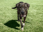 Adopt KAILANI a Brindle American Pit Bull Terrier / Mixed dog in Houston