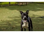 Adopt Lucas a Black Mixed Breed (Large) / Mixed dog in West Chester