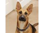 Adopt LIBERTY a Black German Shepherd Dog / Mixed Breed (Medium) / Mixed dog in