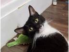 Adopt Vacay a Domestic Shorthair / Mixed (short coat) cat in Cincinnati