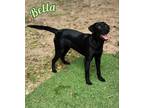 Adopt Bella a Labrador Retriever / Mixed Breed (Medium) / Mixed dog in Tool