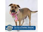 Adopt Zoey a Tan/Yellow/Fawn Mountain Cur / Mixed dog in Greenville