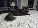 Adopt Webber a All Black Domestic Mediumhair (long coat) cat in Smyrna