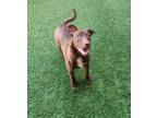 Adopt Kenzi a Brown/Chocolate Mixed Breed (Large) / Mixed dog in Farmington