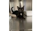 Adopt Reba a All Black Domestic Shorthair / Domestic Shorthair / Mixed cat in