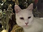 Adopt Persim a White Turkish Angora / Mixed (short coat) cat in Joliet