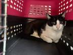 Adopt Peggy a All Black Domestic Shorthair / Domestic Shorthair / Mixed cat in