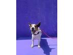 Adopt Flash a Tricolor (Tan/Brown & Black & White) Jack Russell Terrier / Mixed