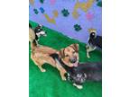 Adopt Ernie a Brown/Chocolate Australian Shepherd / Mixed dog in Toronto
