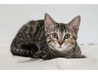 Adopt Nichelle Nichols a Brown or Chocolate Domestic Shorthair (short coat) cat