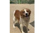 Adopt Coca a Brown/Chocolate - with White Brittany / Mixed dog in Palisades