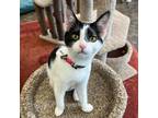 Adopt Charlotte "Charlie" a White Domestic Shorthair / Mixed cat in Huntsville