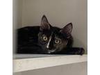 Adopt Pumba a Brown or Chocolate Domestic Shorthair / Mixed cat in Riverside