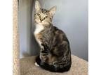 Adopt Caddie (Yellow Collar) a Tan or Fawn Domestic Shorthair / Mixed cat in