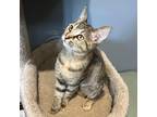 Adopt Albatross ( Black Collar) a Tan or Fawn Domestic Shorthair / Mixed cat in