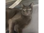 Adopt Ryder a Gray or Blue Domestic Shorthair / Mixed cat in Los Angeles
