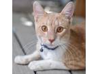 Adopt String Bean a Orange or Red Domestic Shorthair / Mixed cat in San Antonio