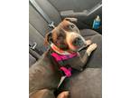 Adopt Jeanie a Black - with White American Pit Bull Terrier / Mixed dog in
