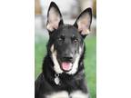 Adopt Heidi von Hofer a Black - with Tan, Yellow or Fawn German Shepherd Dog /