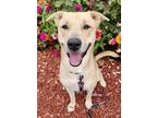 Adopt Fade a Tan/Yellow/Fawn American Pit Bull Terrier / Mixed dog in Red Bluff