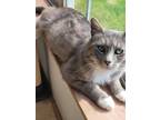 Adopt Tony III a Gray or Blue Domestic Shorthair / Mixed cat in Muskegon
