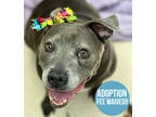 Adopt Rylee a Gray/Blue/Silver/Salt & Pepper American Pit Bull Terrier / Mixed