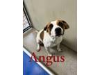 Adopt Angus 122427 a Brown/Chocolate Pit Bull Terrier dog in Joplin