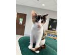 Adopt Lanie a Domestic Shorthair / Mixed (short coat) cat in Dalton
