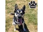 Adopt Joan a Black Husky / Mixed dog in Tangent, OR (38721377)