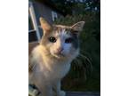 Adopt Gasoline (Gassy) a White (Mostly) Tabby / Mixed (medium coat) cat in