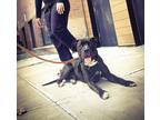 Adopt Aruba a Black - with White Pit Bull Terrier / Mixed dog in Oceanside