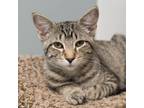 Adopt Ziti a Gray or Blue Domestic Shorthair / Domestic Shorthair / Mixed cat in