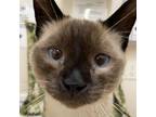 Adopt Warrior a Siamese / Mixed cat in Kanab, UT (38730981)