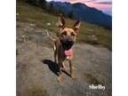 Adopt Shelby a Brown/Chocolate Shepherd (Unknown Type) / Carolina Dog / Mixed