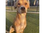 Adopt Jarjar a Tan/Yellow/Fawn Hound (Unknown Type) / Mixed dog in Bryan
