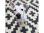 Adopt Casper a White - with Tan, Yellow or Fawn Mixed Breed (Medium) / Mixed dog
