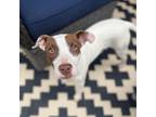 Adopt Mary Poppins a White - with Tan, Yellow or Fawn Mixed Breed (Small) /