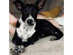 Adopt Lynda a Black Mixed Breed (Medium) / Mixed dog in Vail, AZ (38543098)