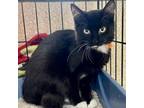 Adopt Sesame a All Black Domestic Shorthair / Mixed cat in Riverwoods