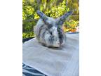Adopt Phineas a Harlequin rabbit in Melbourne, FL (38631810)