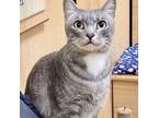 Adopt Aqua a Gray or Blue Domestic Shorthair / Mixed cat in League City