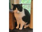 Adopt Pinot23 a Domestic Shorthair / Mixed (short coat) cat in Youngsville