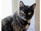 Adopt Caroline a All Black Domestic Shorthair / Mixed cat in West Seneca