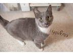 Adopt Snickers a Gray or Blue Domestic Shorthair / Domestic Shorthair / Mixed