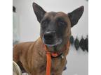 Adopt Violeta a Brown/Chocolate Shepherd (Unknown Type) / Mixed dog in Edinburg