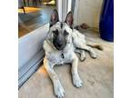 Adopt Buddy a Tricolor (Tan/Brown & Black & White) German Shepherd Dog / Mixed