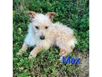 Adopt Max a Red/Golden/Orange/Chestnut - with White Terrier (Unknown Type