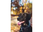 Adopt Murphy a Black Labrador Retriever / Halden Hound (Haldenstrover) / Mixed